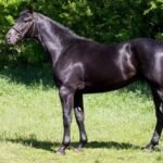BK Horse