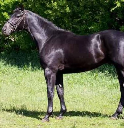 BK Horse