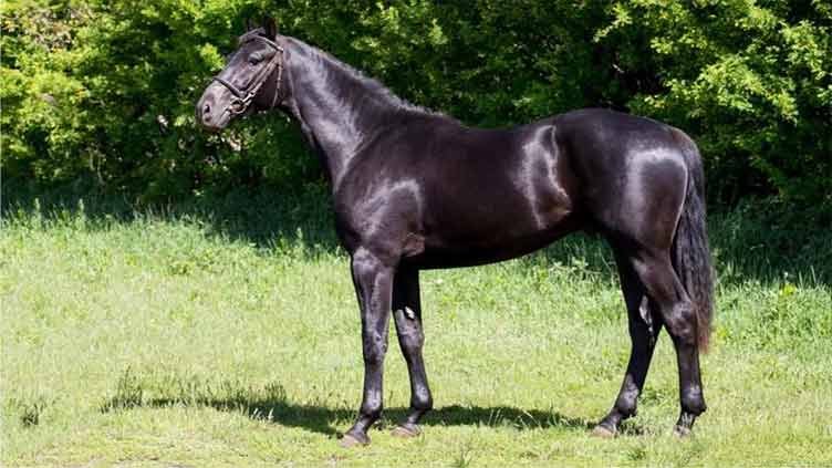 BK Horse